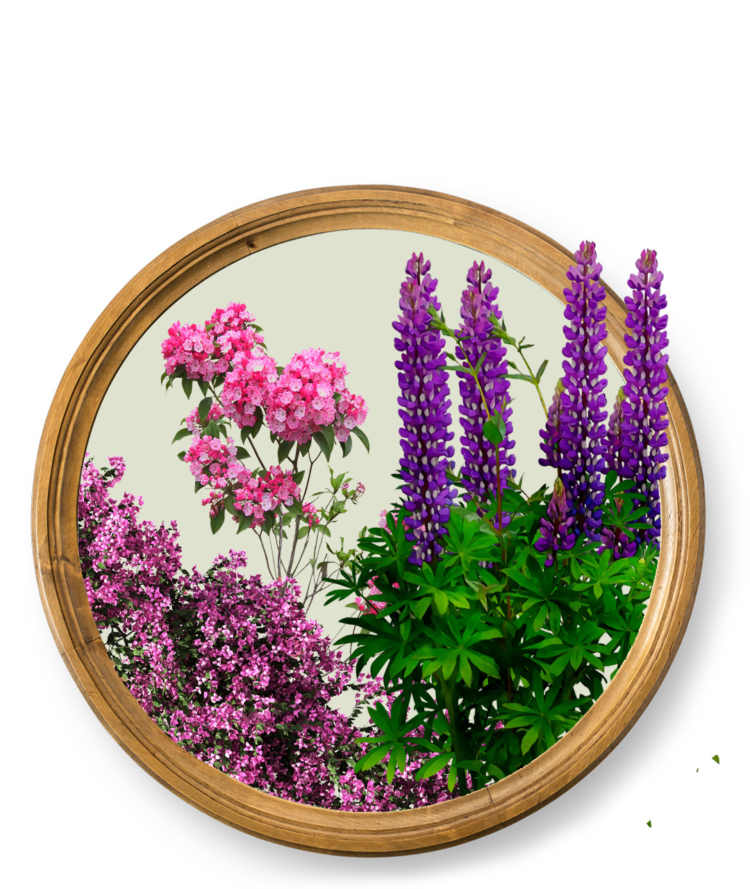 Vybornų medelynas - daugiametės gėlės