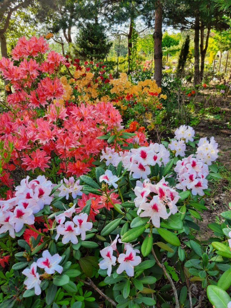 Vybornų medelynas - Azalijos ir rododendrai