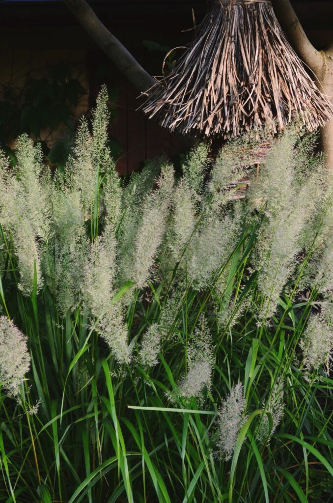 Korėjinis lendrūnas