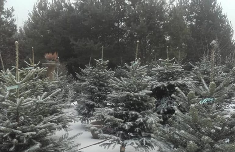 Vybornų medelynas, dekoratyvinių augalų ūkis