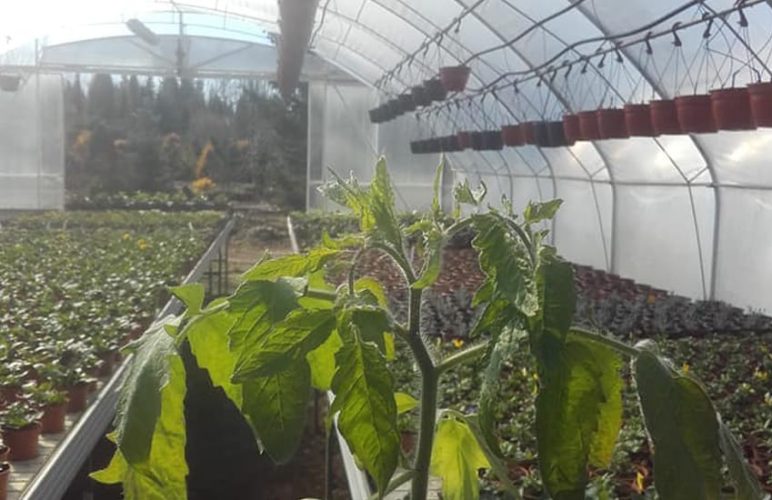 Vybornų medelynas, dekoratyvinių augalų ūkis