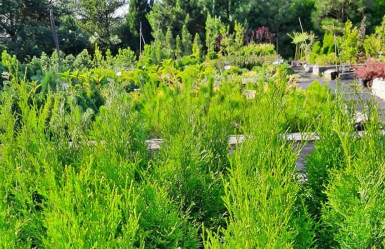 Vybornų medelynas, dekoratyvinių augalų ūkis